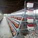 Reasonable price durable poultry chicken cage