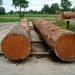 Ayous Timber Hardwood & Logs