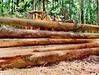 Southern Yellow Pine Logs Timber