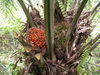 CPO / RDB / Palm Oil