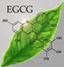 100% Pure Green Tea Extract EGCG 60%