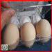 PVC egg plastic tray/blister egg tray