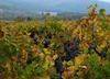 Wineyards in European Community
