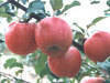 Yantai Fuji Apples