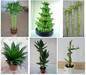 Bonsai / lucky bamboo / indoor plant / pots