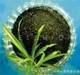 Bio organic fertilizer  bio pesticide  plant growth regulator