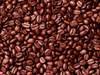 Best quality roasted cocoa beans For sale