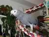 African grey aprrots, birds Macaws, parrot eggs, toucans and eclectus