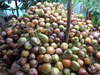 Semi husked coconuts