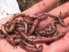 Earthworms and Organic fertilizer