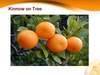 Citrus Fruit Fresh Mandarin (KINNOW) 