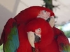 Beautiful Macaws, Cockatoos, Amazons, African Grey parrots for s