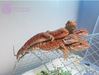 Live Bearded Dragons to sell (Zero, Dunner, Super Red) (Reptiles, Frogs
