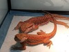 Live Bearded Dragons to sell (Zero, Dunner, Super Red) (Reptiles, Frogs
