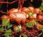 Agaricus Blazei Mushroom