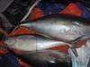 Chilled Fresh Yellowfin Tuna 35kg and Up