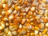 Maize (Corn) Yellow & White