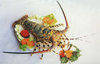 Rock Lobster/ Frozen Lobster Tail