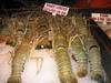 Rock Lobster/ Frozen Lobster Tail