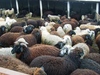 Live Sheep, Lamb, Cattle