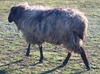 Live Sheep, Lamb, Cattle