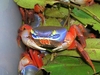 Ornamental landcrab also called Rainbow crab - Cardisoma armatum.