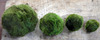 Cladophora/moss ball/marimo moss ball