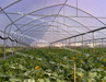 2014 new style  high quality greenhouse film for hot sale