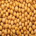 Soy Beans Benin Origin Available