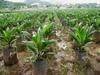 Crude Palm Oil And Olien Rbd Oil And Oilien For Export