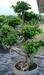 Ficus S bonsai
