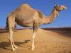 20,000 Camels from Kenia to Libya