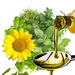 Crude Oil and sun flower oil