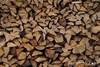 Kiln Dried Firewood for Sale, Oak and Beech Firewood Logs