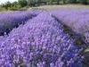 Pure, natural Lavender oil