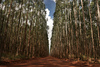 Eucalyptus an Pine trees