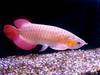 Asian Red Arowana fishes of all sizes for sale