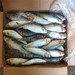 Frozen sardine fish sardinella longiceps for bait or market