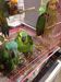 We Breed and export Live and Healthy parrots and birds now.