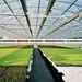 Commercial Greenhouse for Growing Flowers, Vegetables and Herbs