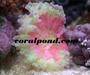 Marine fish, corals and invets
