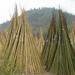 Bamboo canes, bamboo sticks, bamboo poles, bamboo stakes, tonkin canes