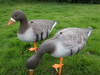 Hunting goose decoy for hunter hunting