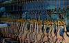 Halal Chicken Slaughter equipment