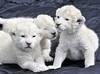 Exotic feline white lion cubs and tiger cubs available