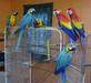 Live Birds, Macawa, African Grey Parrots, Cockatoos, Parrots
