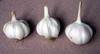 Pure white garlic and normal white garlic