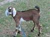 ADGA Registered Goats