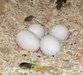 Fresh and fertile parrot eggs.. (mkkmouse6@gmail. com) 