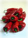 Fresh paprika from Hungary. Sweet or hot capsicum pepper